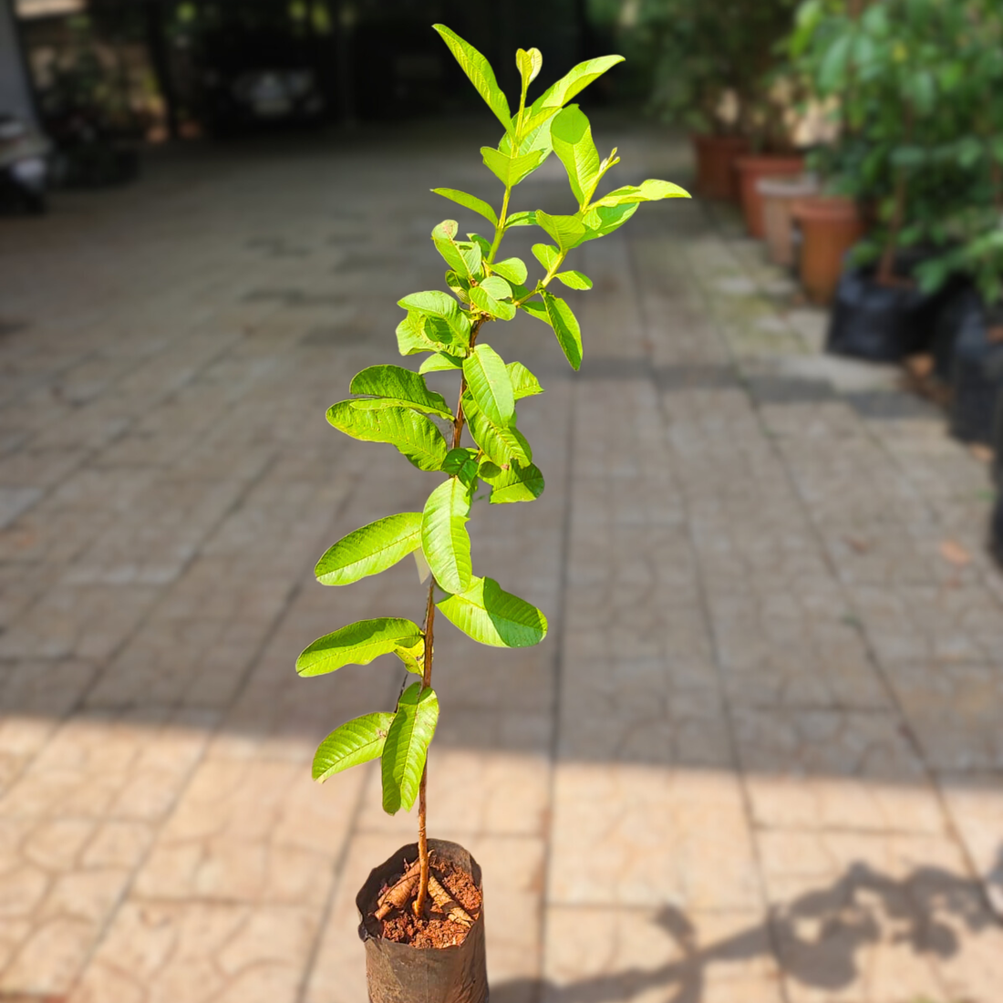 Allahabad Safeda Guava Grafted Live Plant