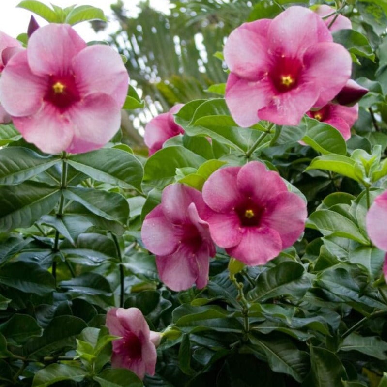 Allamanda Blanchetii Pink All Time Flowering Live Plant