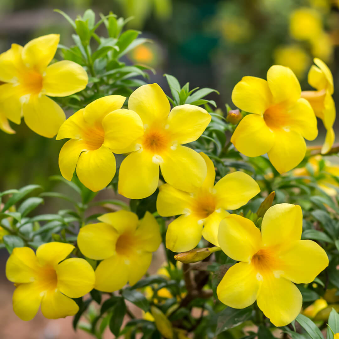 Allamanda Yellow Single Petal Creeper/Climber Flowering Live Plant