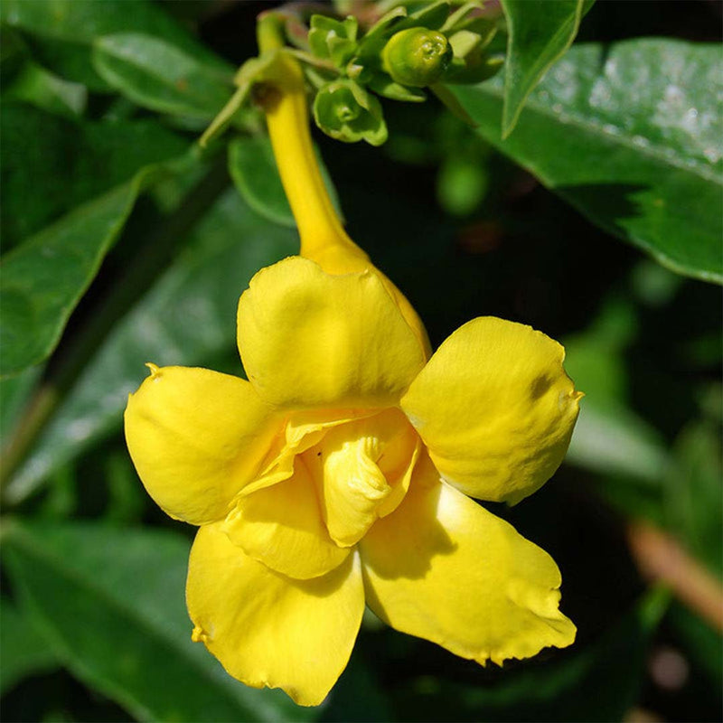 Allamanda Yellow Double Petal Creeper/Climber Flowering Live Plant
