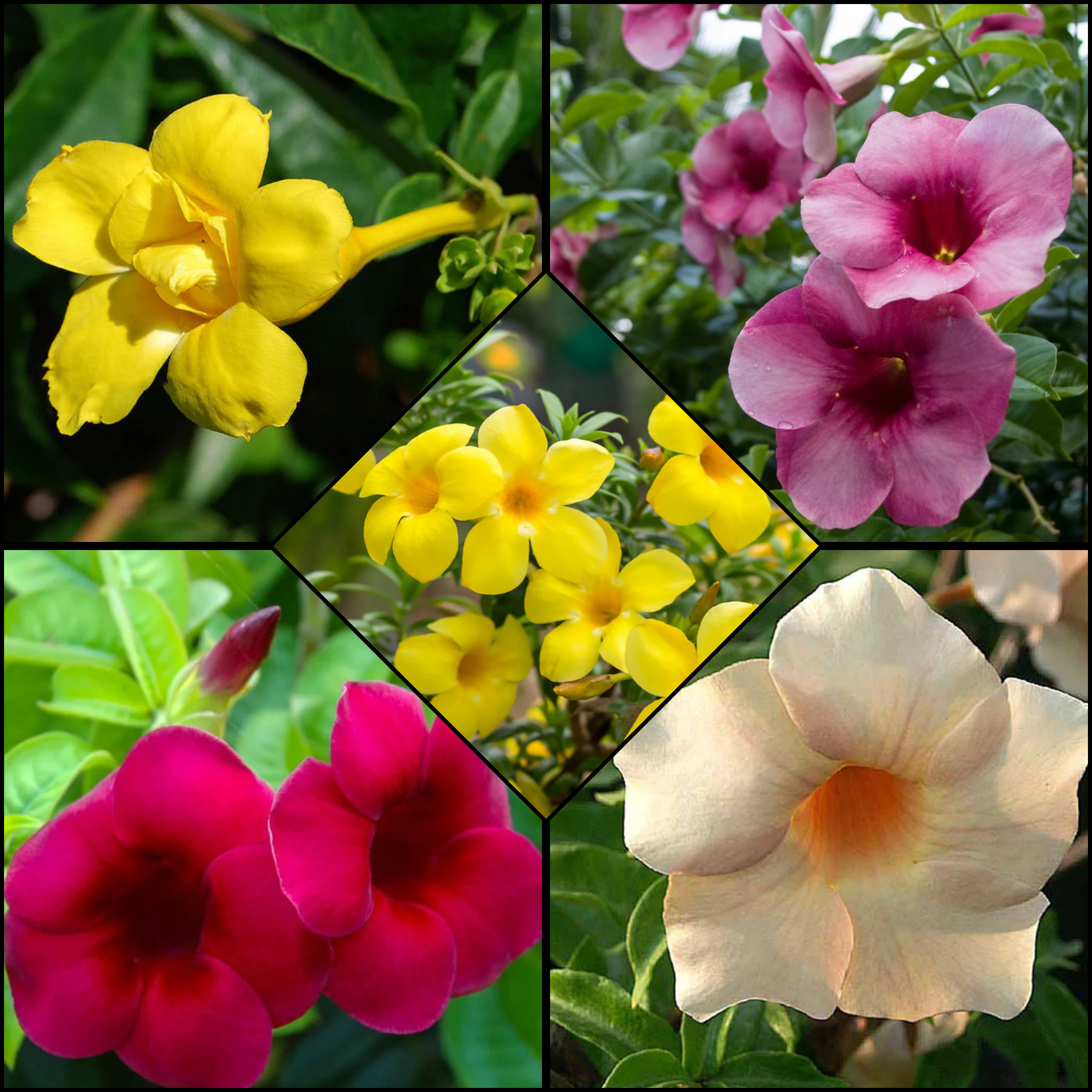 Allamanda Flowering Plants Combo