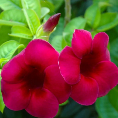 Allamanda Flowering Plants Combo