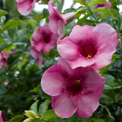 Allamanda Flowering Plants Combo