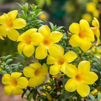 Allamanda Flowering Plants Combo