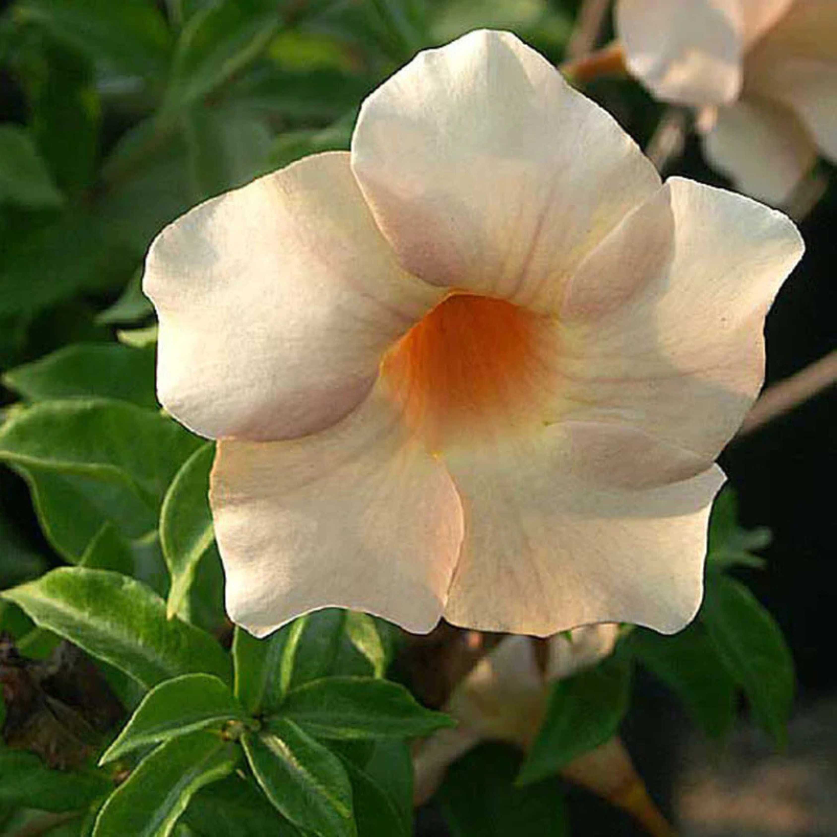 Allamanda Flowering Plants Combo