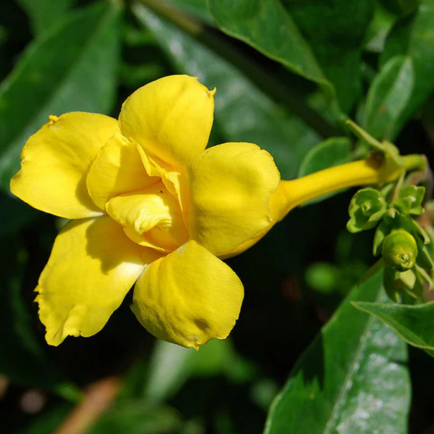 Allamanda Flowering Plants Combo