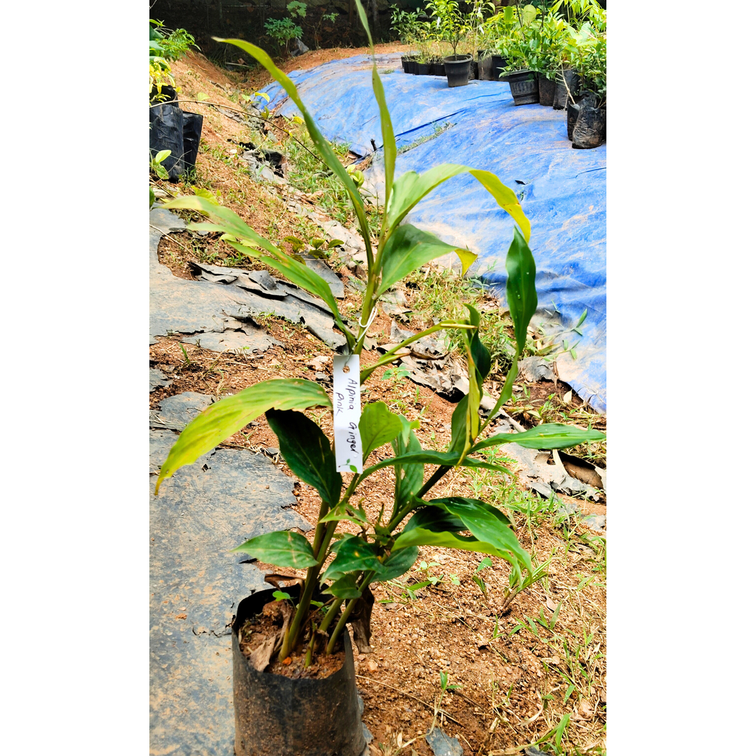 Alpinia Ginger Pink Flowering Live Plant