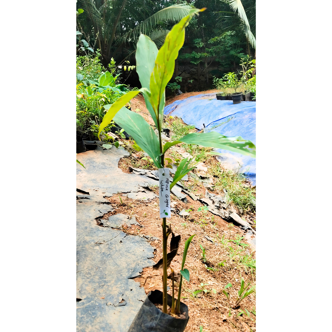 Alpinia Ginger White Flowering Live Plant