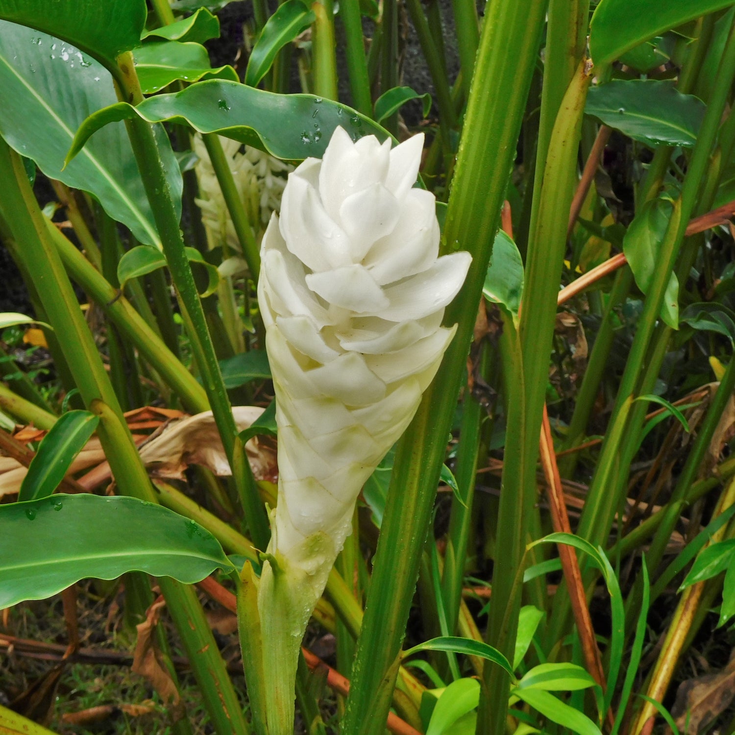 Alpinia Ginger White Flowering Live Plant