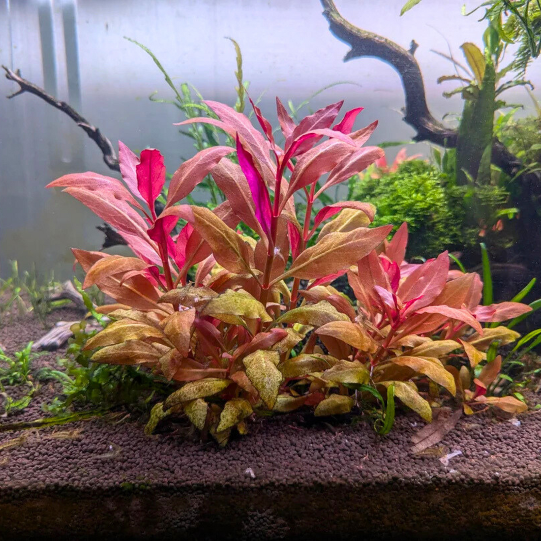 Alternanthera Reineckii Aquatic Live Plant