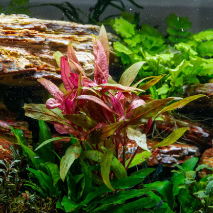 Alternanthera Reineckii Aquatic Live Plant