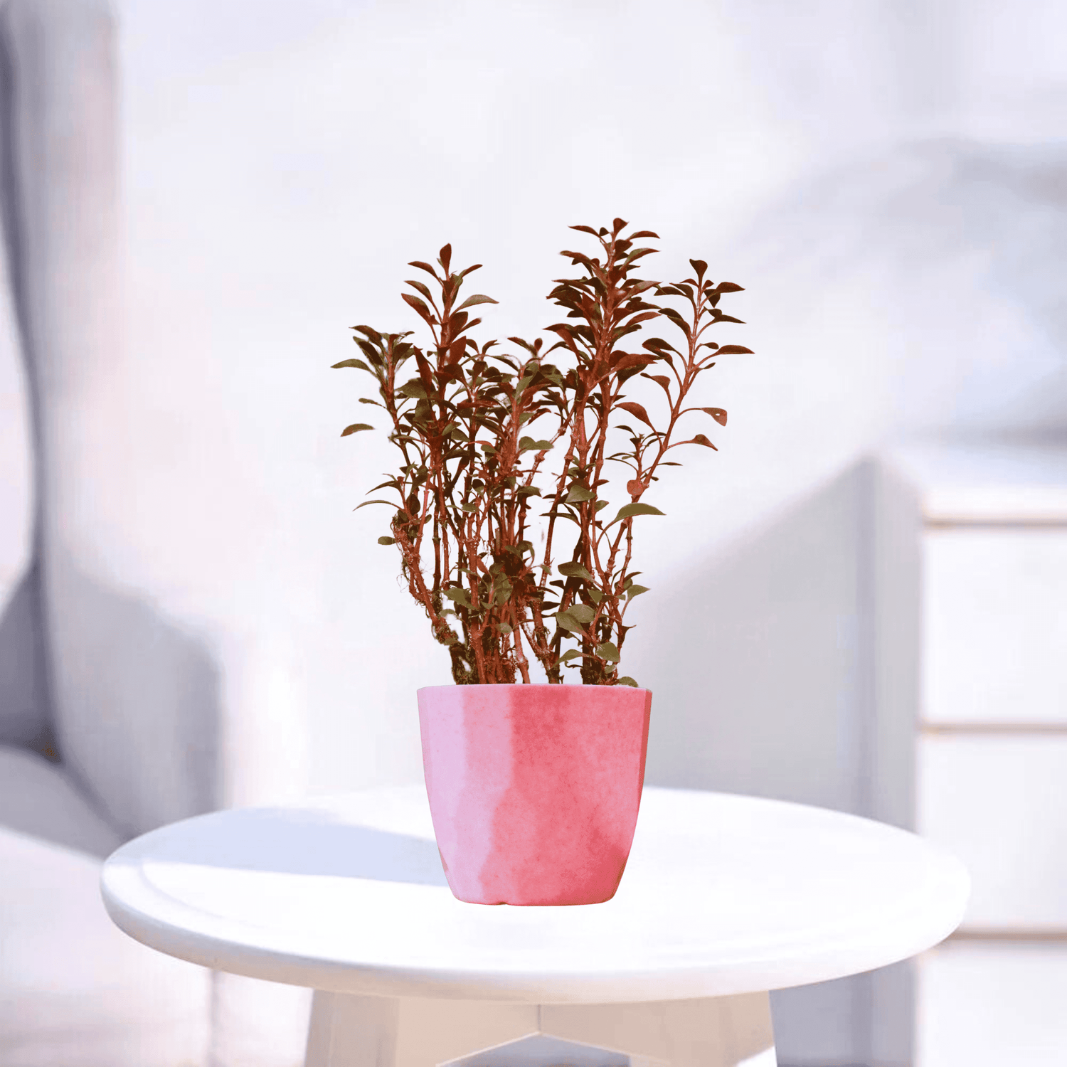 Alternanthera | Indoor Plant