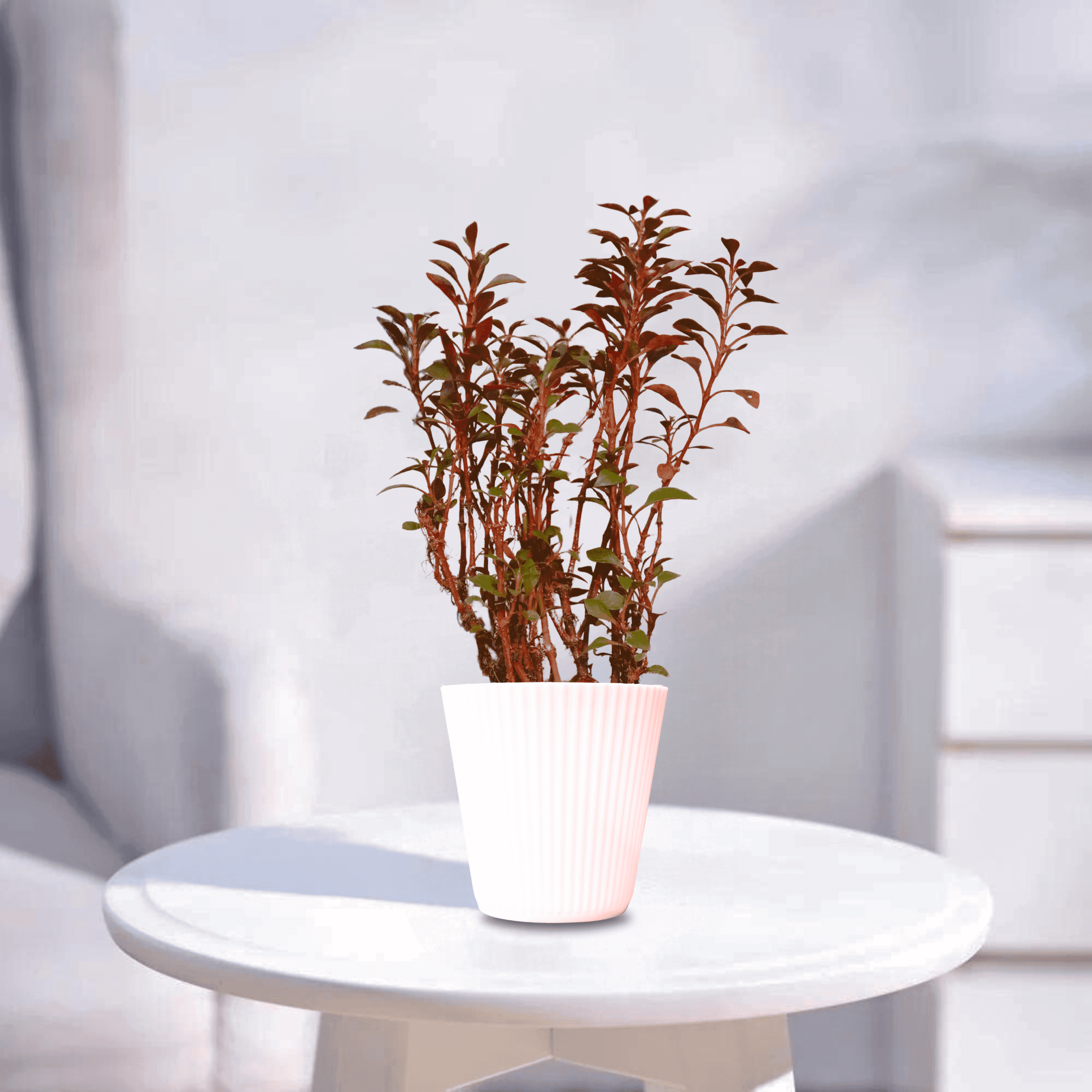 Alternanthera | Indoor Plant
