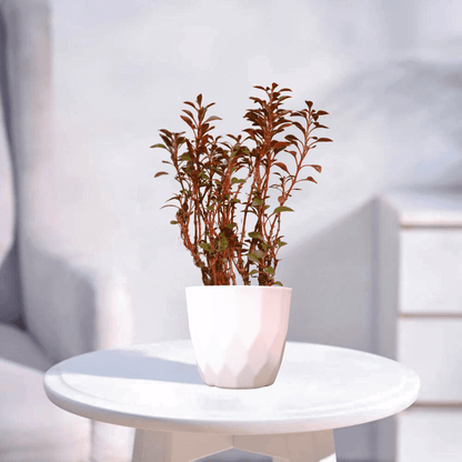 Alternanthera | Indoor Plant