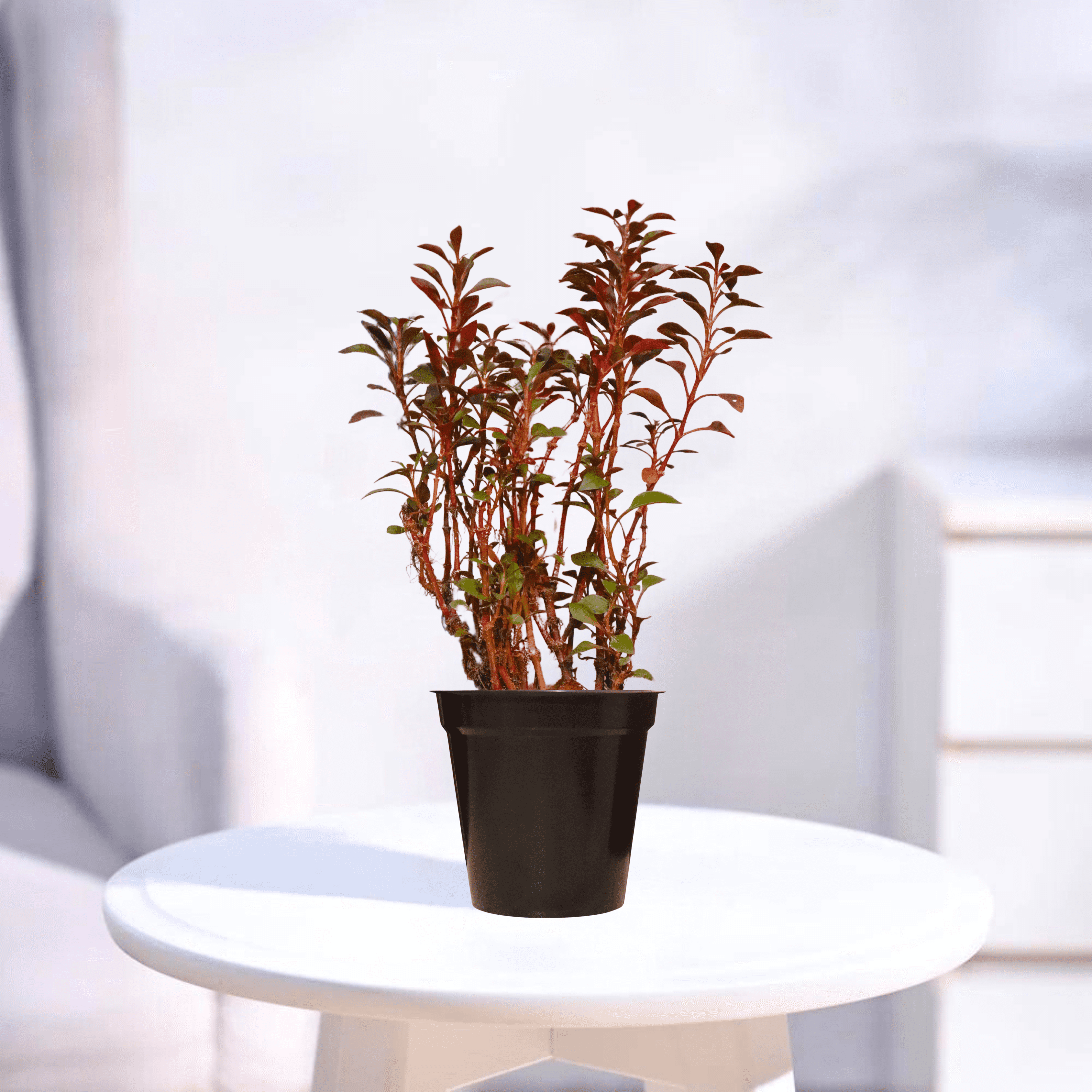 Alternanthera | Indoor Plant