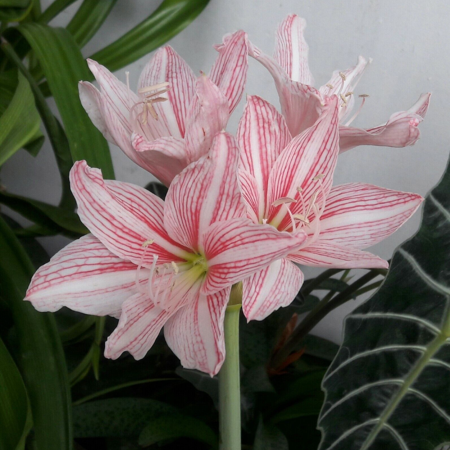 Amaryllis Pink White (Hippeastrum reticulatum) Flowering Live Plant