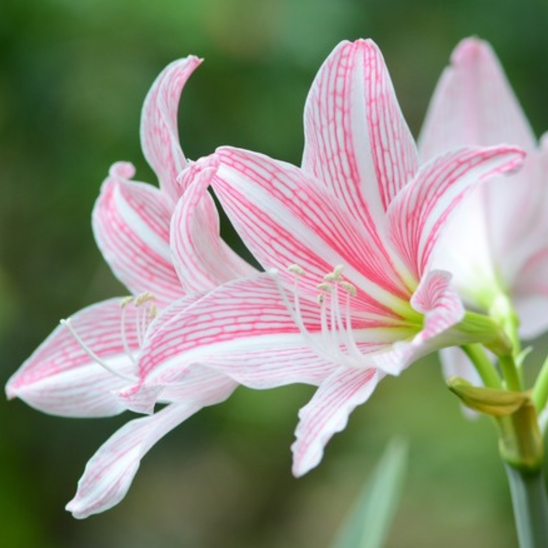 Amaryllis Pink White (Hippeastrum reticulatum) Flowering Live Plant