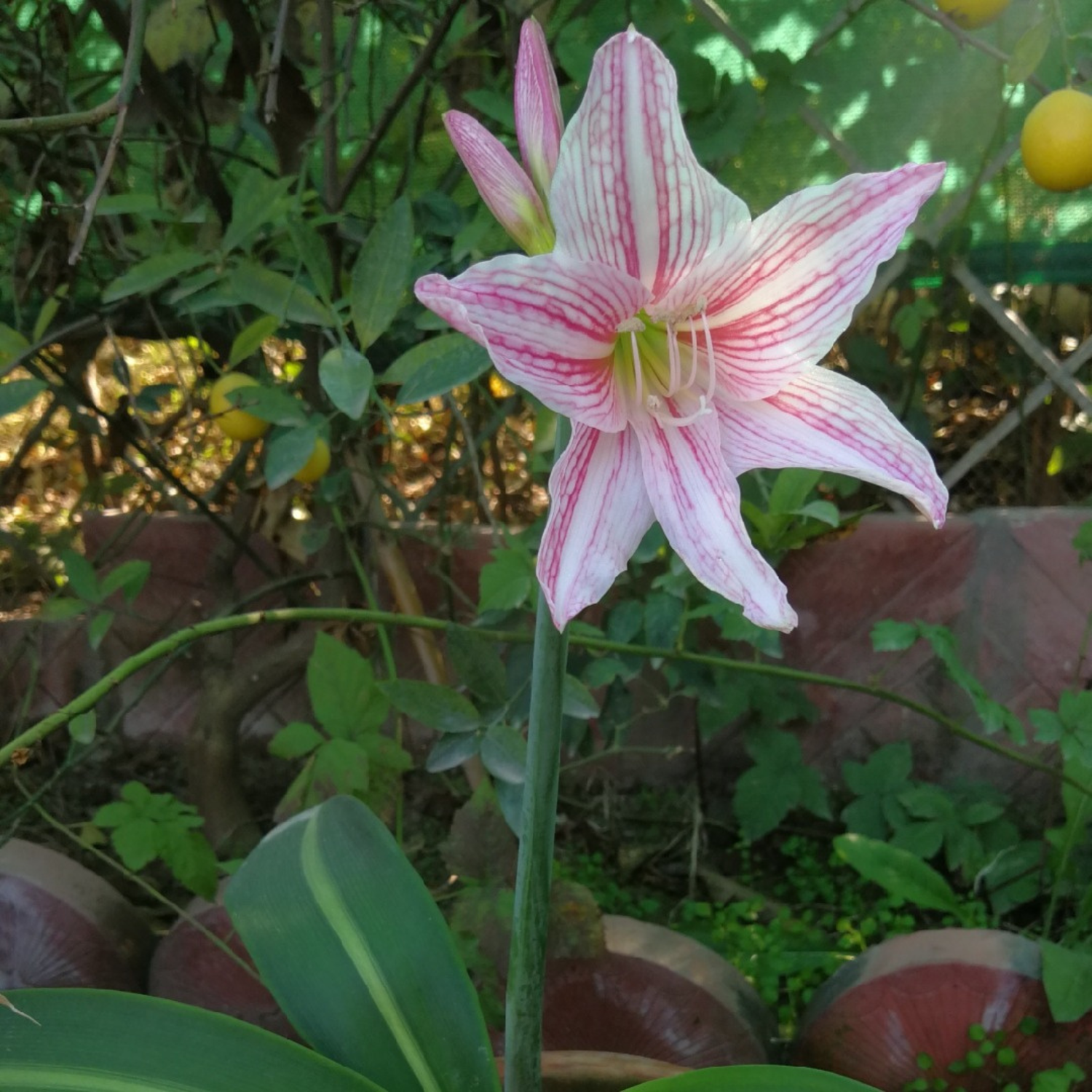 Amaryllis Pink White (Hippeastrum reticulatum) Flowering Live Plant