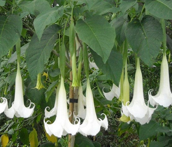 Angel Trumpet White All Time Flowering Live Plant