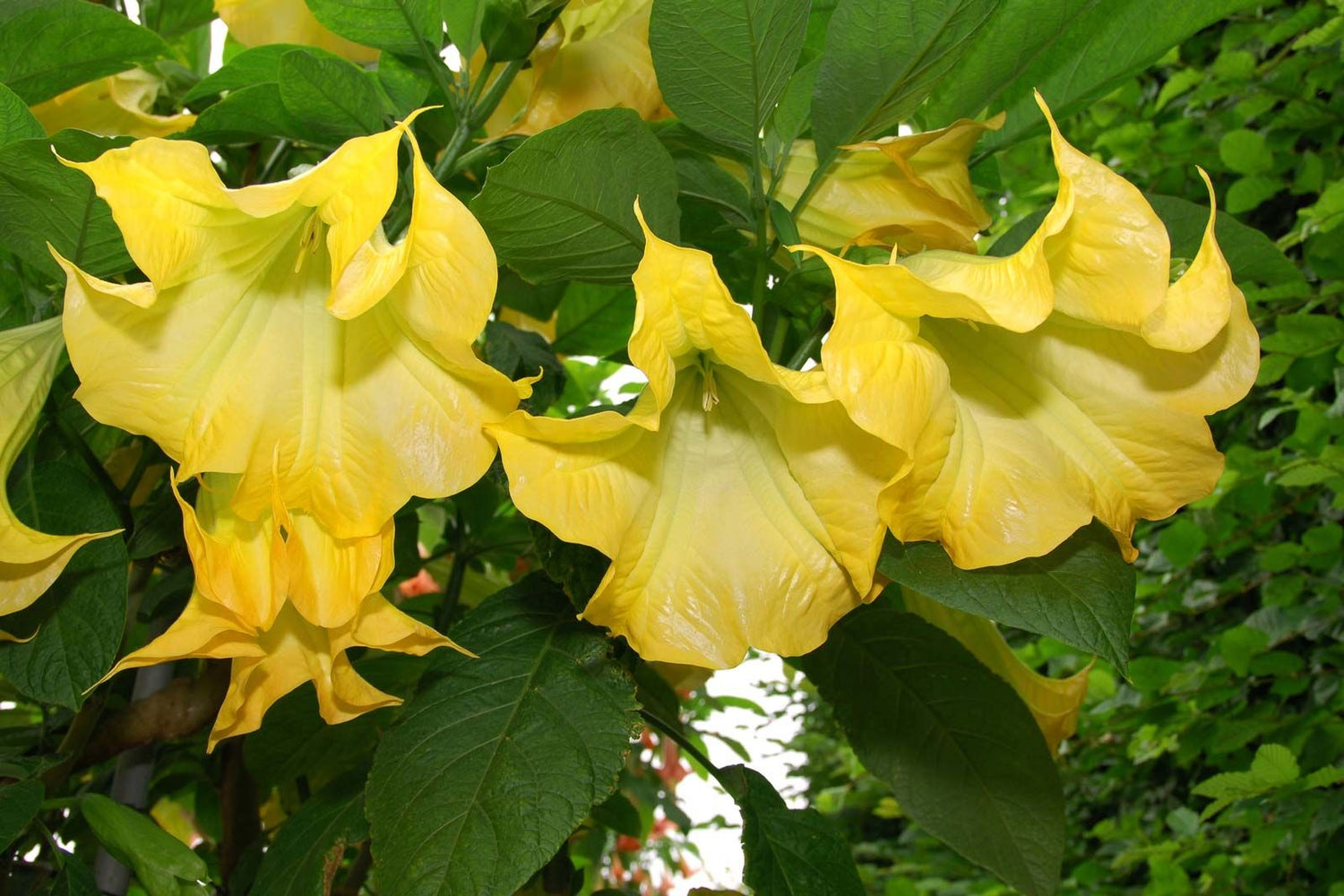 Angel Trumpet Yellow All Time Flowering Live Plant