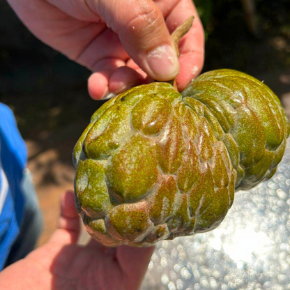 Red Spot (Annona reticulata) Fruit Live Plant