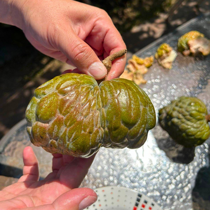 Red Spot (Annona reticulata) Fruit Live Plant