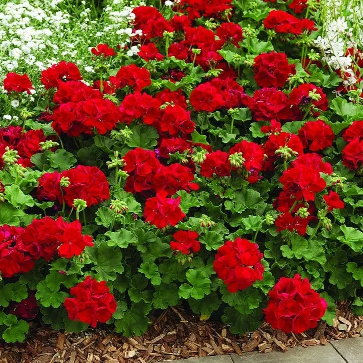 Geranium Ivy Red Creeper/Climber Flowering Live Plant