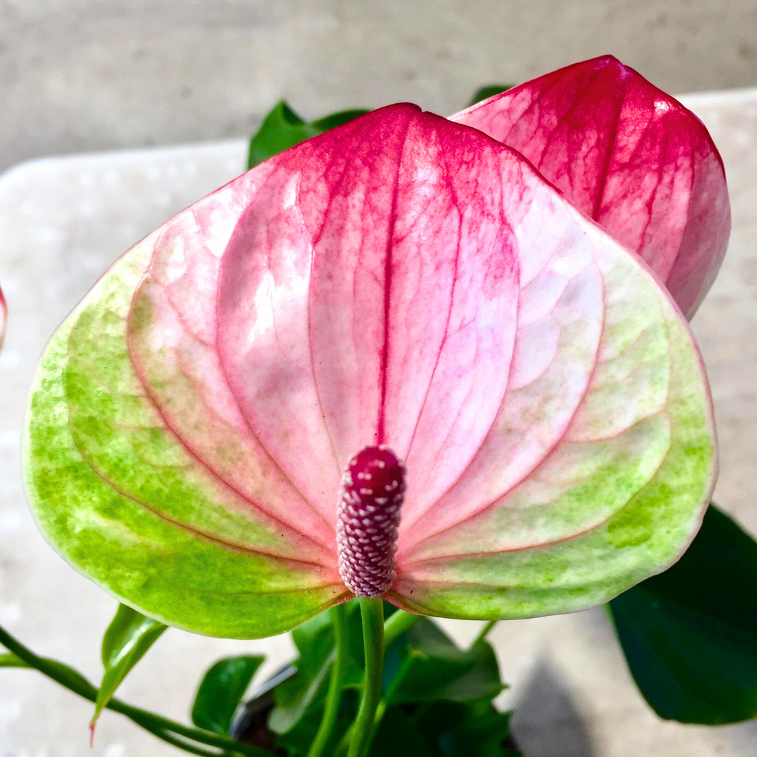 Anthurium Dwarf Mystique Indoor/Outdoor Live Plant