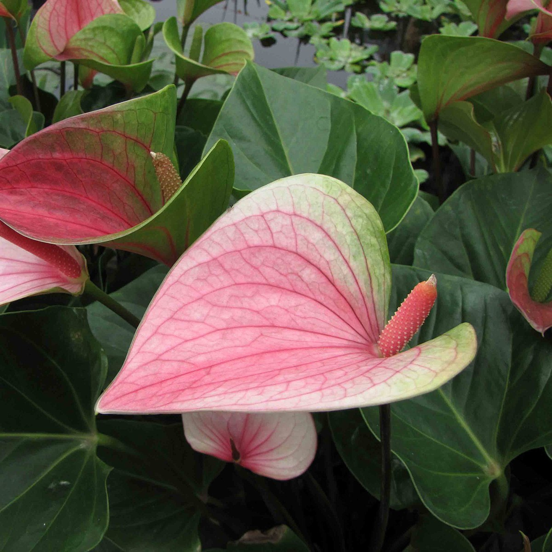 Anthurium Dwarf Mystique Indoor/Outdoor Live Plant