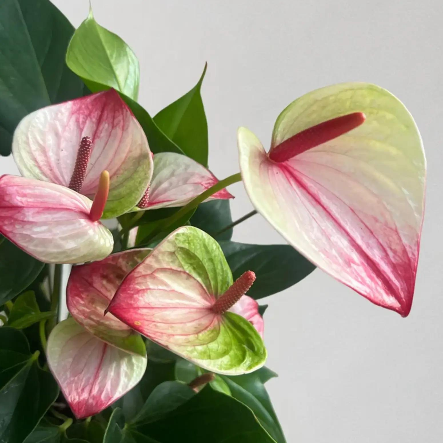 Anthurium Dwarf Mystique Indoor/Outdoor Live Plant