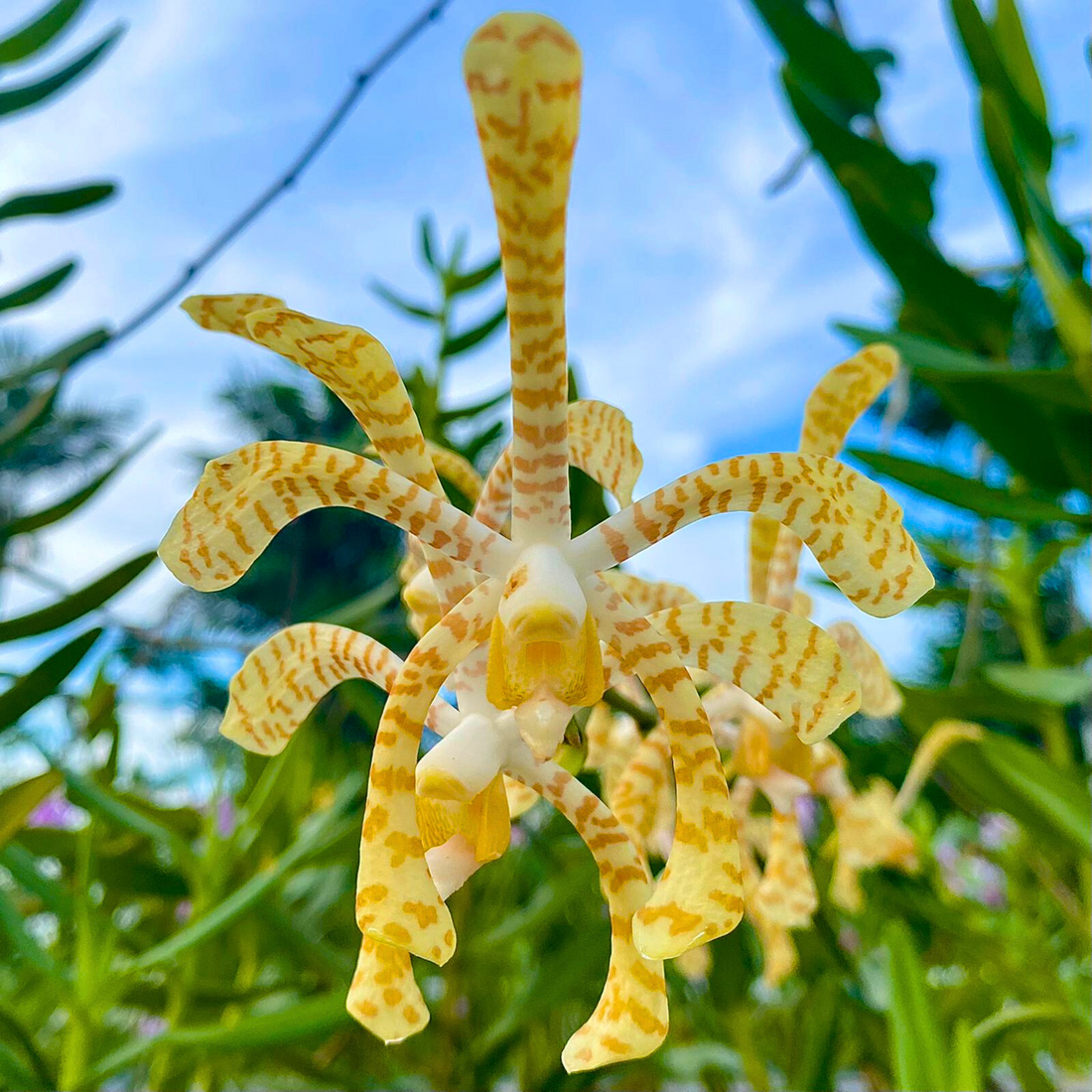 Arachnis Maggie Oei &quot;Yellow Ribbon&quot;