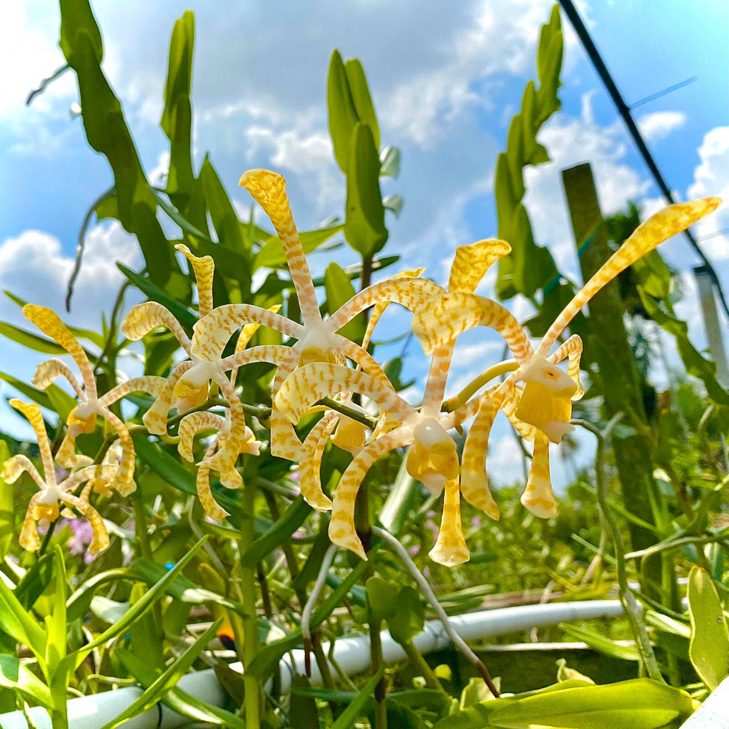 Arachnis Maggie Oei &quot;Yellow Ribbon&quot;