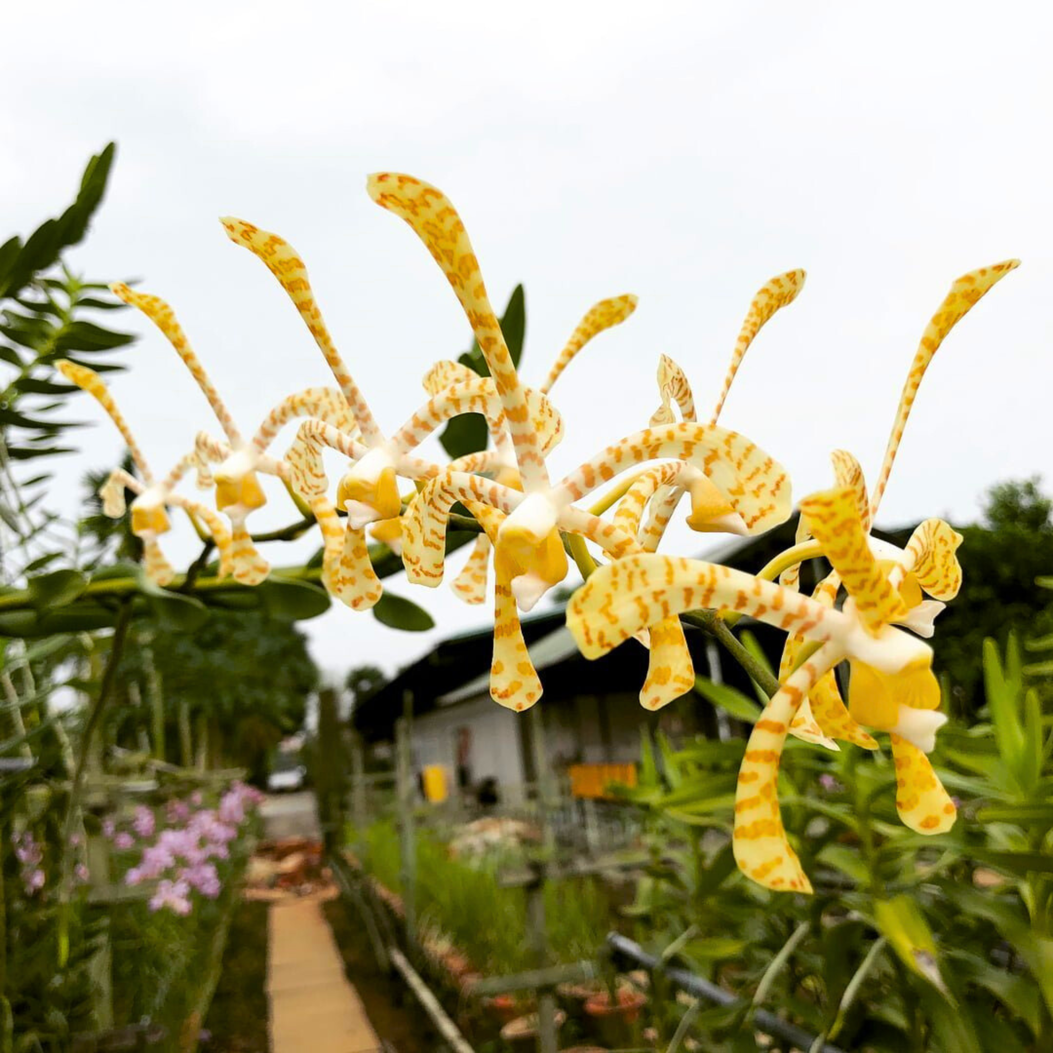 Arachnis Maggie Oei &quot;Yellow Ribbon&quot;