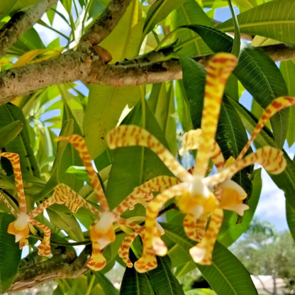 Arachnis Maggie Oei &quot;Yellow Ribbon&quot;