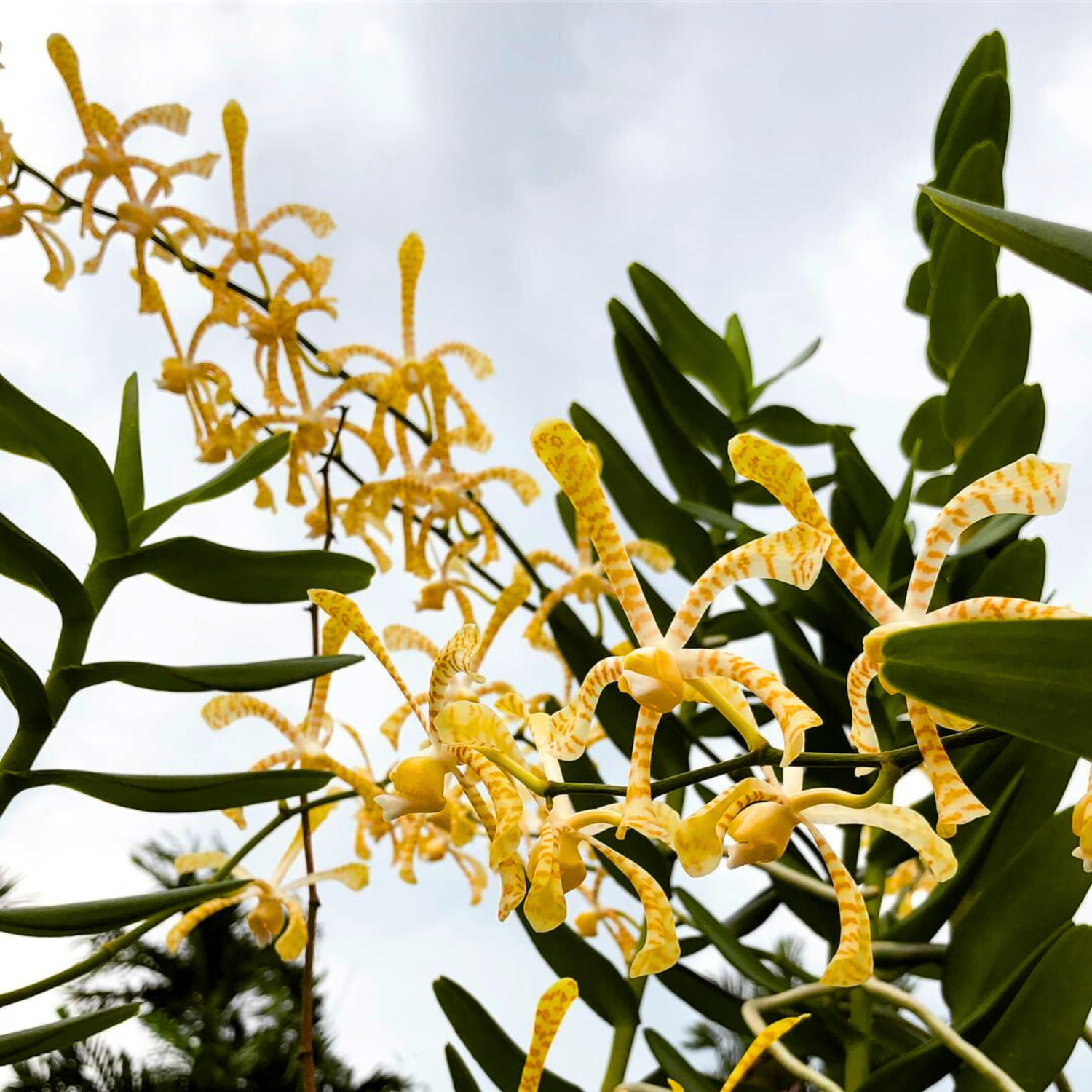 Arachnis Maggie Oei &quot;Yellow Ribbon&quot;