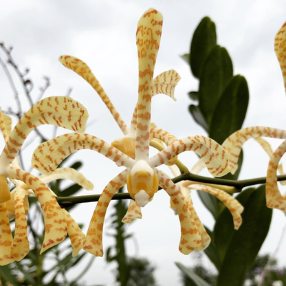 Arachnis Maggie Oei &quot;Yellow Ribbon&quot;