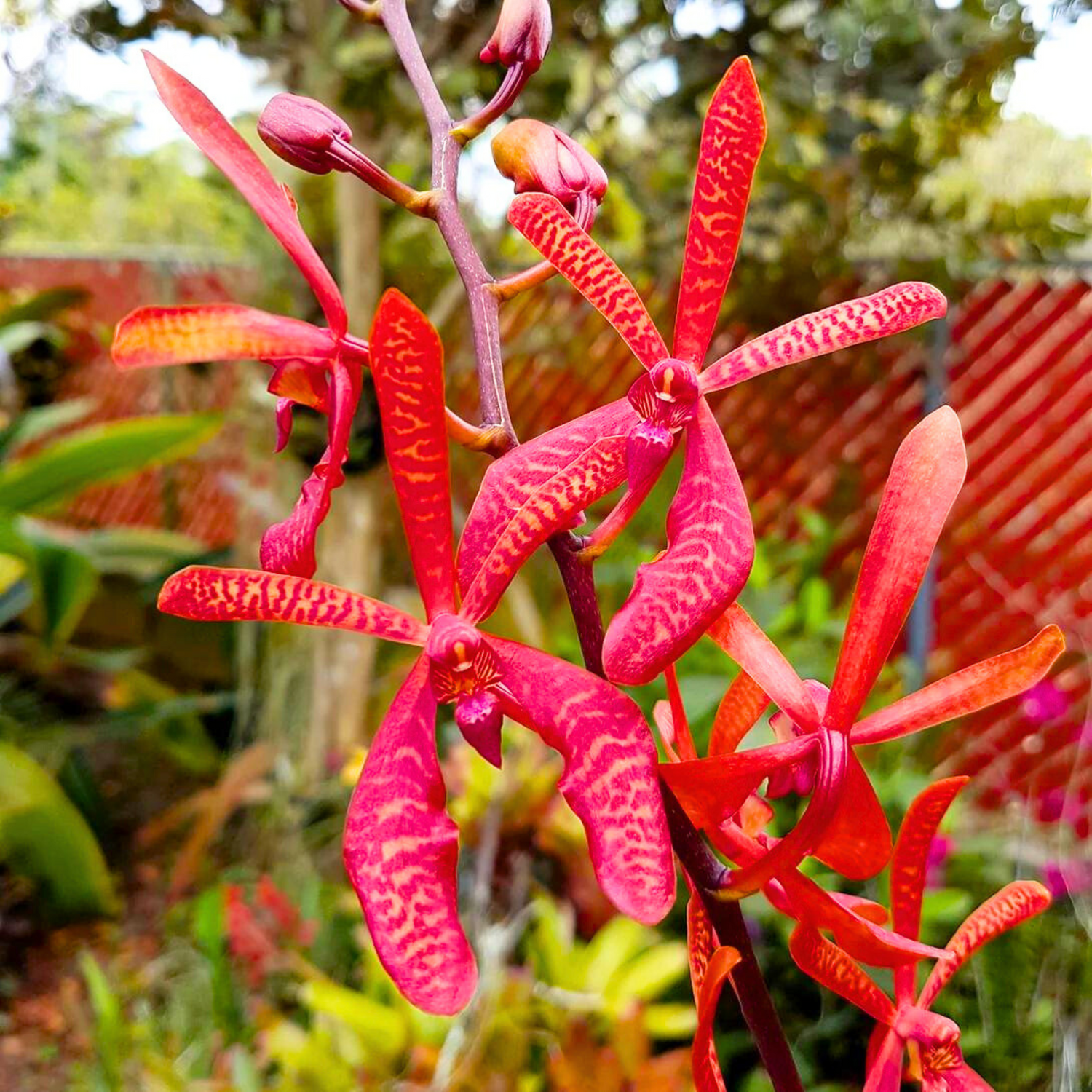 Aranthera Anne Black (Arachnis Maggie Oei × Renanthera coccinea)