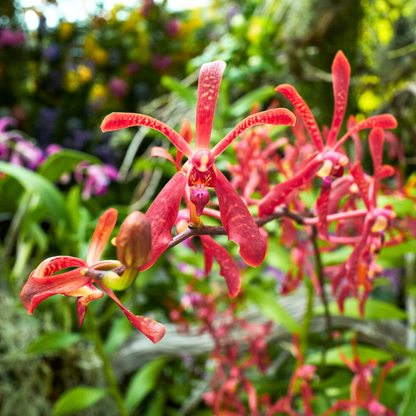 Aranthera Anne Black (Arachnis Maggie Oei × Renanthera coccinea)