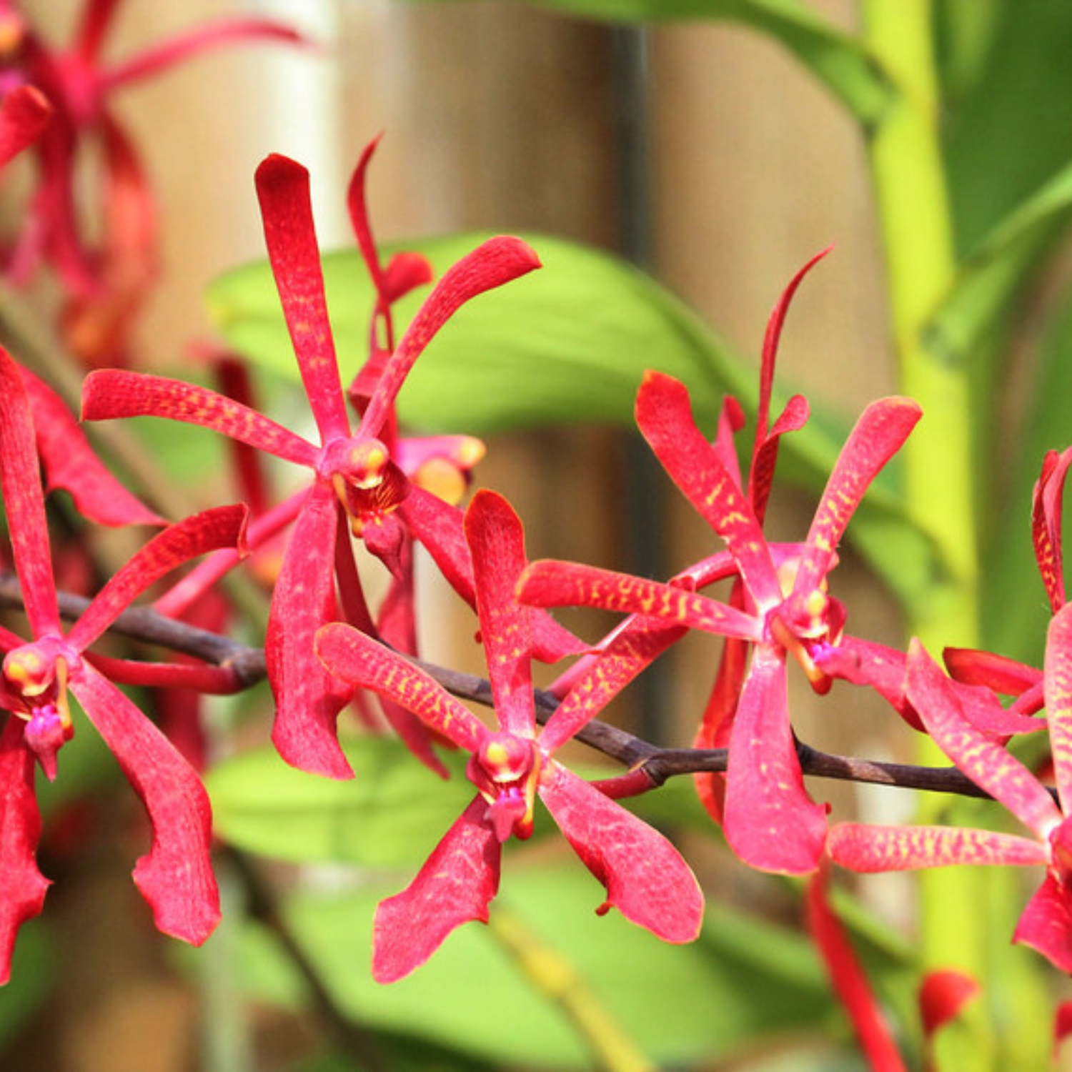 Aranthera Anne Black (Arachnis Maggie Oei × Renanthera coccinea)