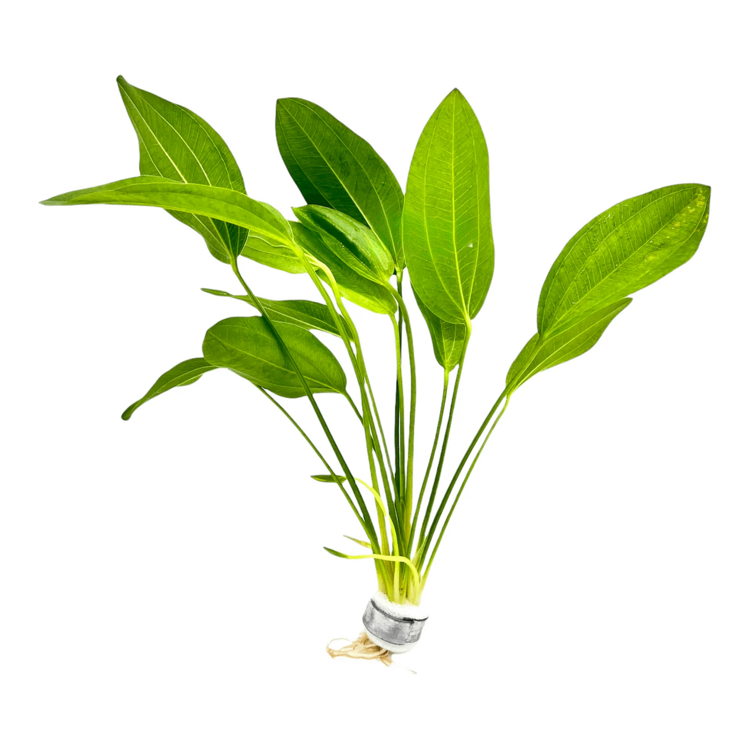 Argentine Sword Plant (Echinodorus argentinensis) Aquatic Live Plant