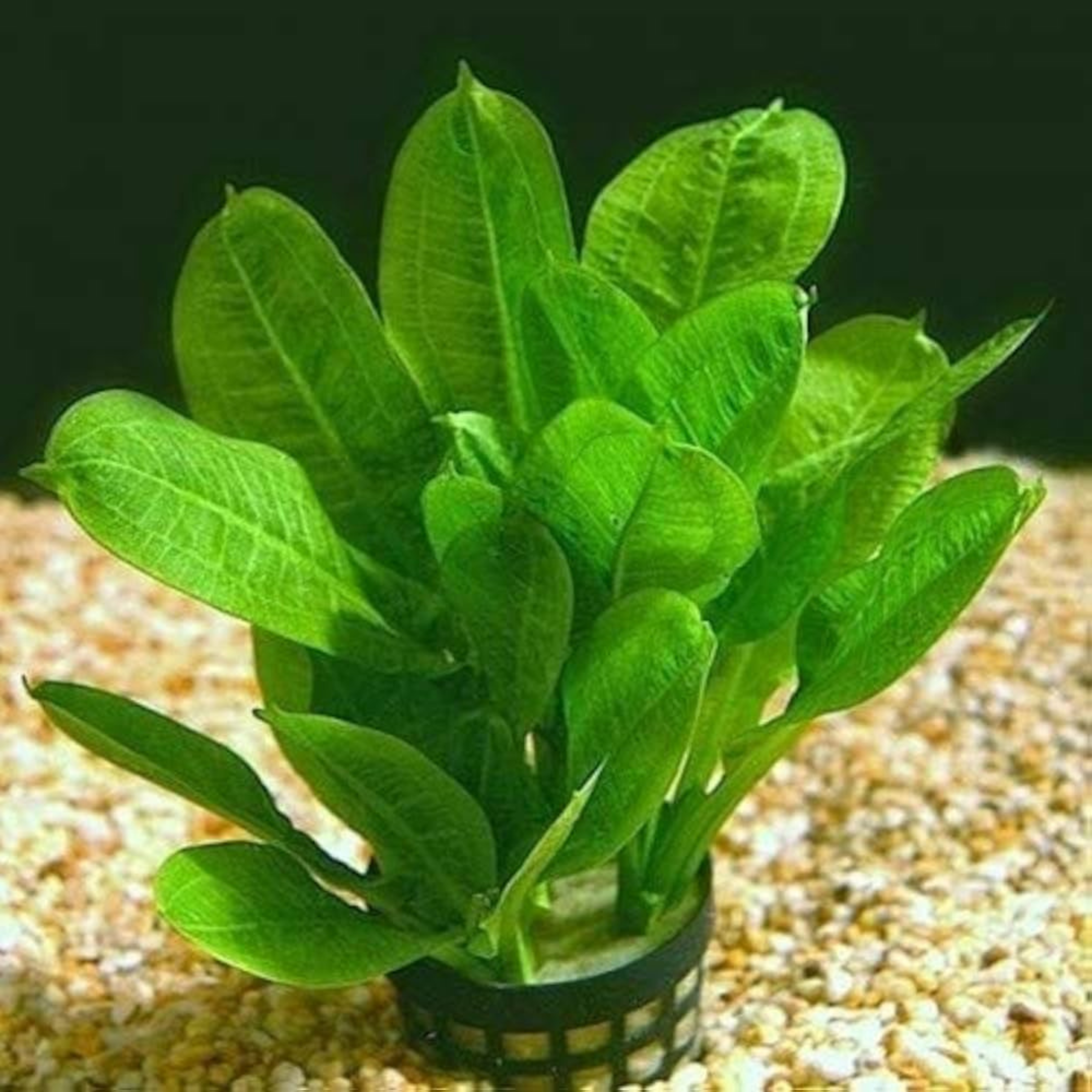 Argentine Sword Plant (Echinodorus argentinensis) Aquatic Live Plant