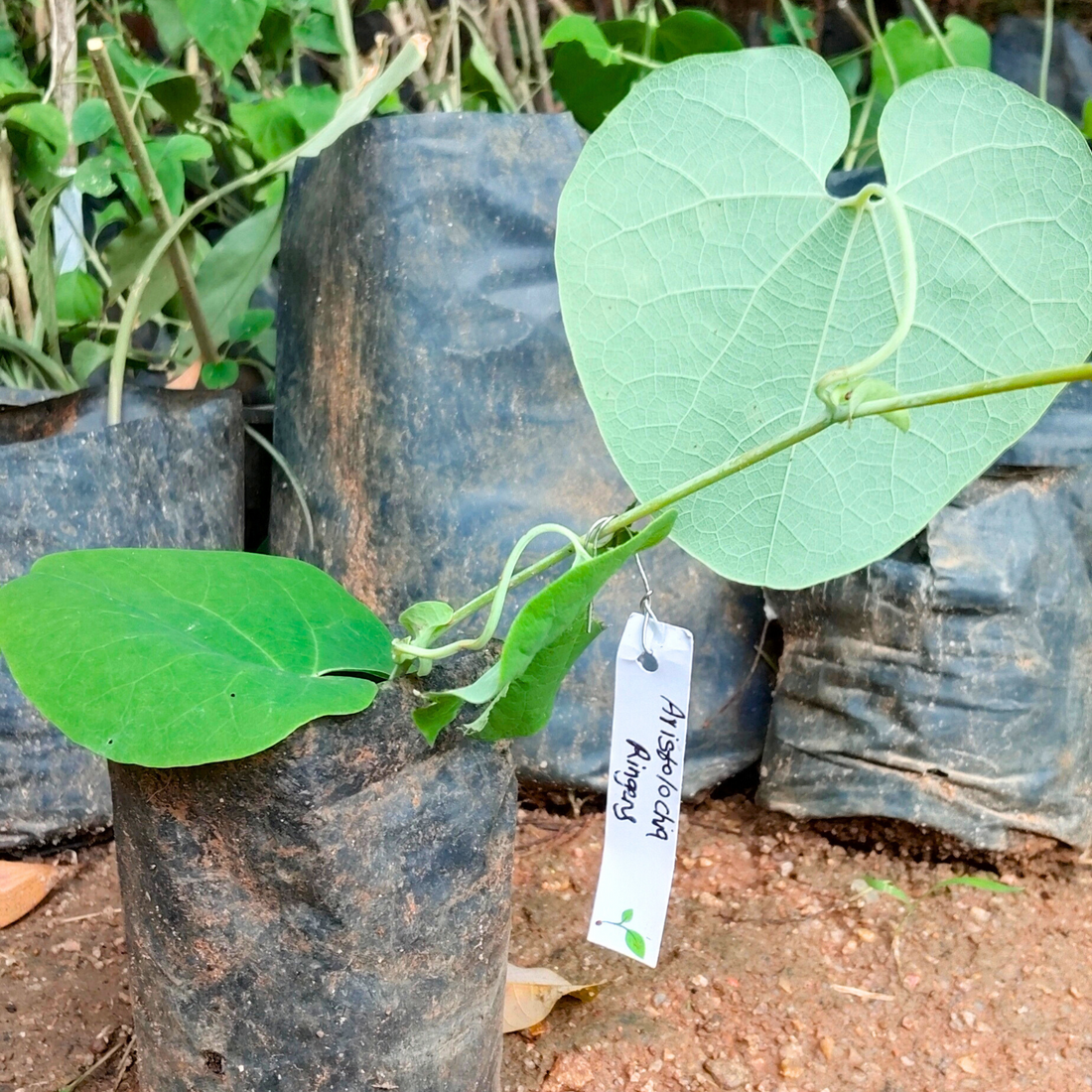 Aristolochia Ringens Flowering Live Plant