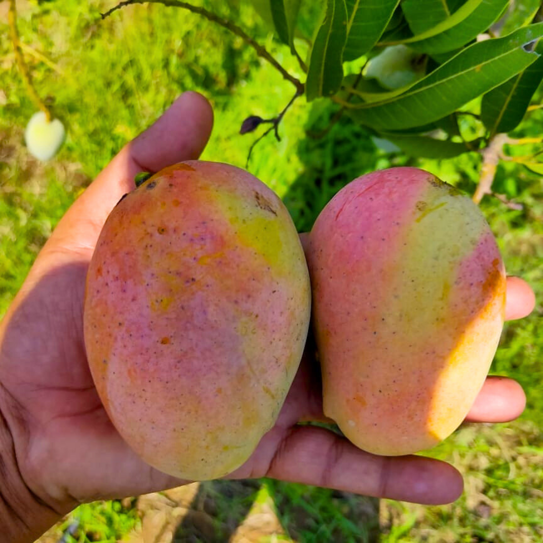 Arka Neelachal Kesari Mango Grafted Live Plant