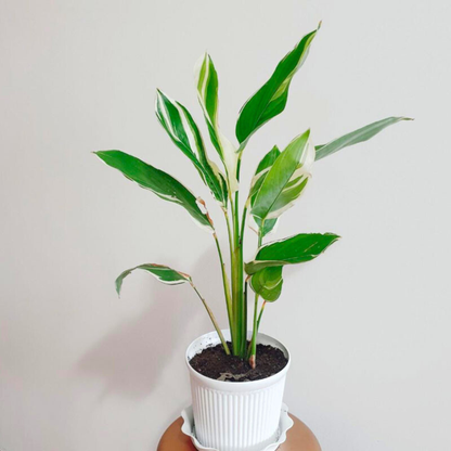 Arrowroot Variegated (Maranta arundinacea) Indoor Live Plant