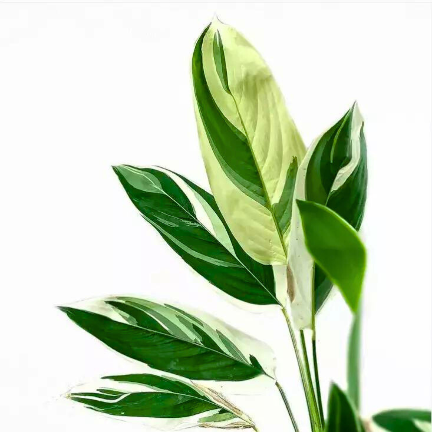 Arrowroot Variegated (Maranta arundinacea) Indoor Live Plant