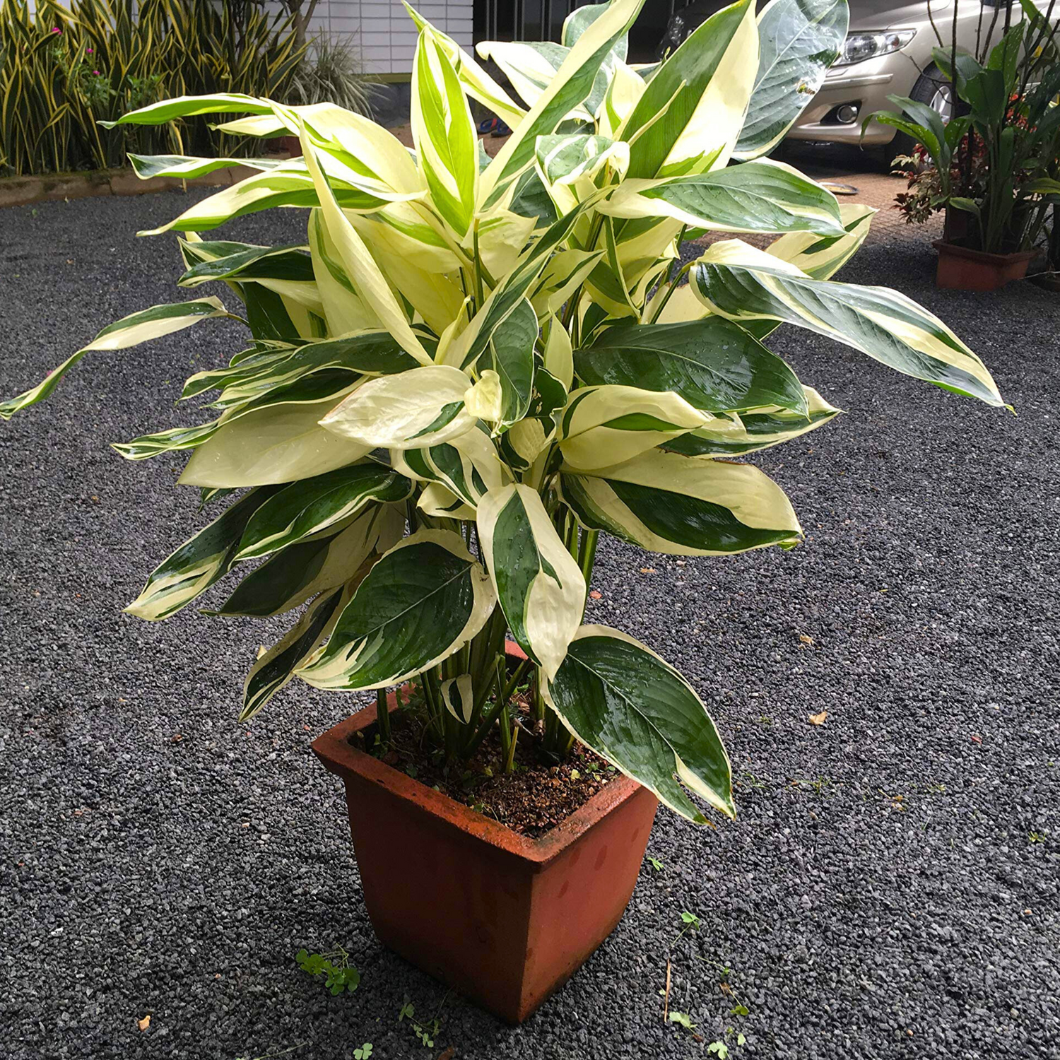 Arrowroot Variegated (Maranta arundinacea) Indoor Live Plant