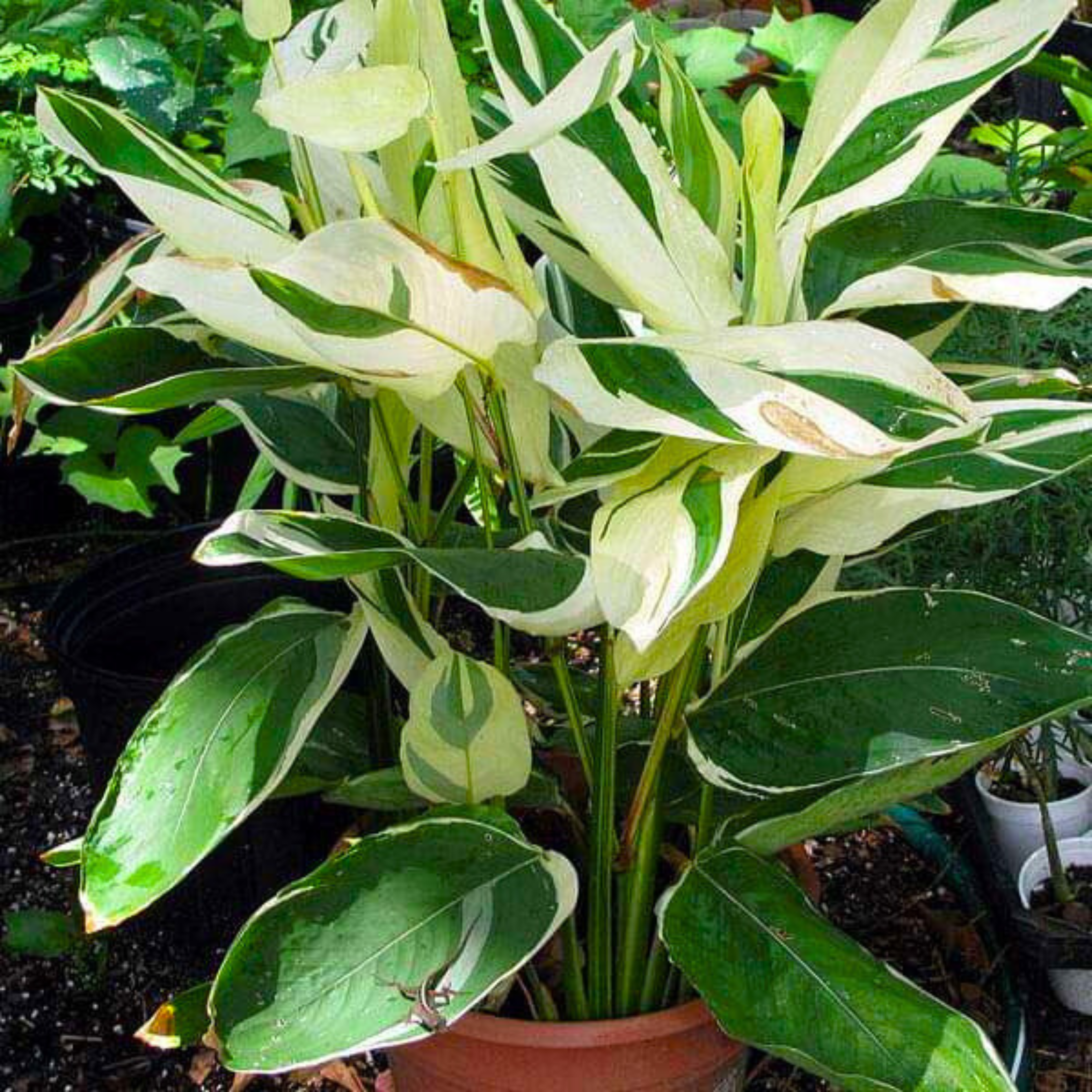 Arrowroot Variegated (Maranta arundinacea) Indoor Live Plant