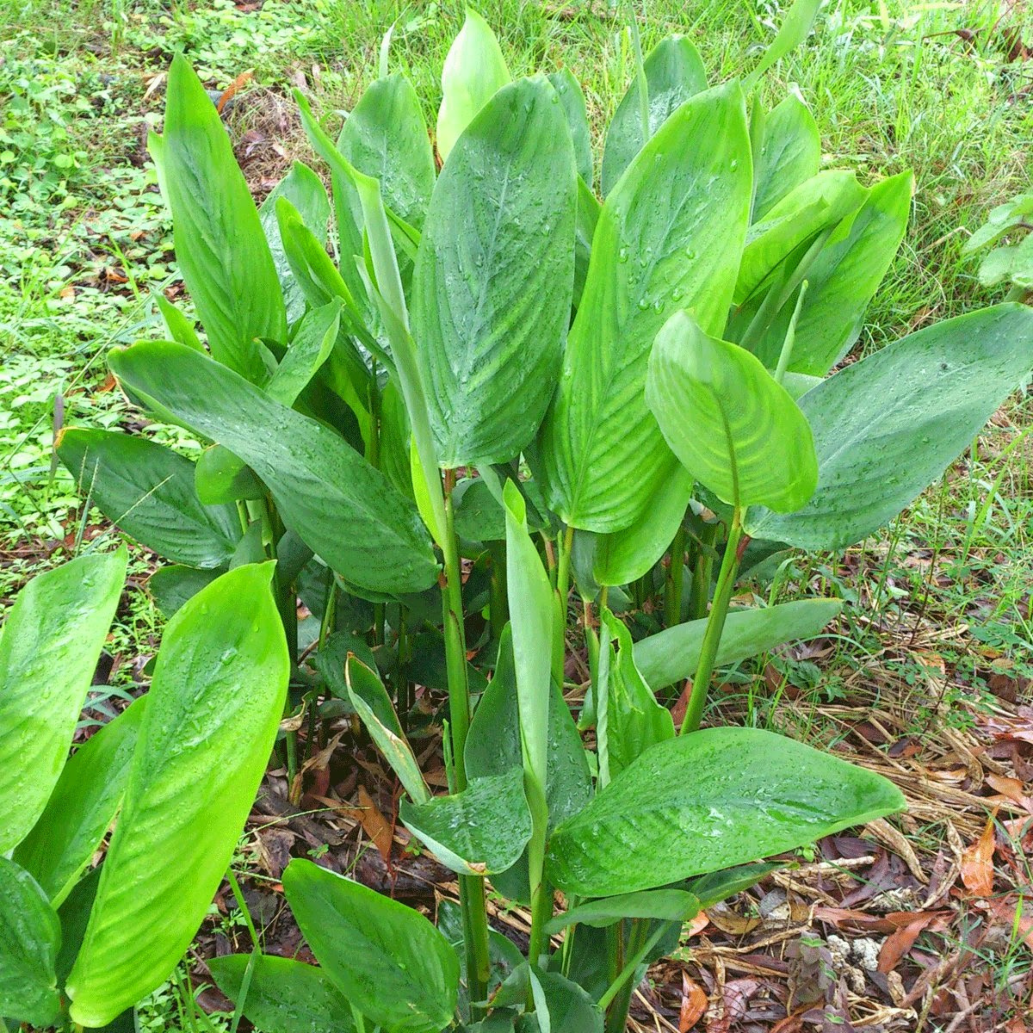 Arrowroot (Maranta arundinacea) Medicinal Live Plant