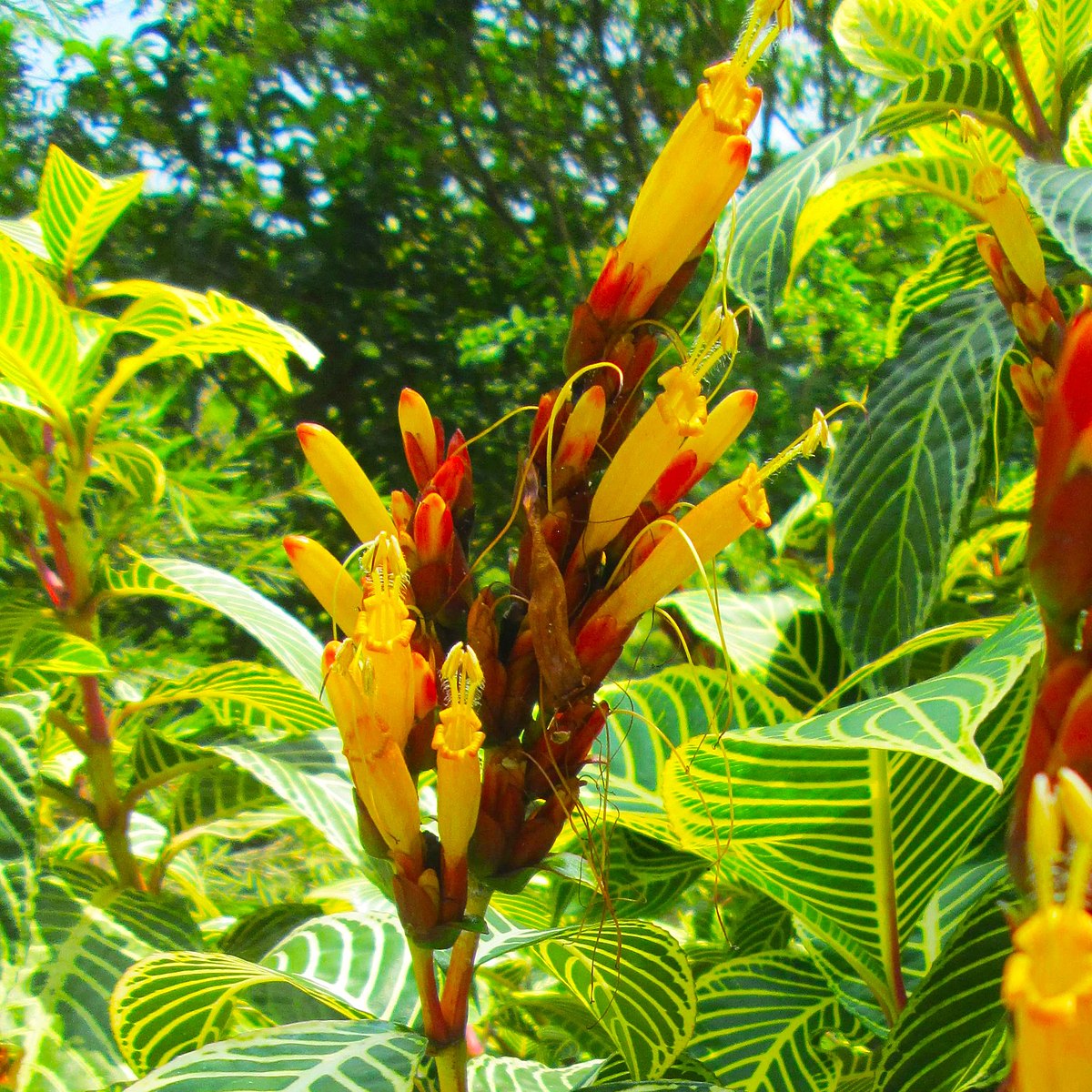 Sanchezia Speciosa Rare All Time Flowering Live Plant