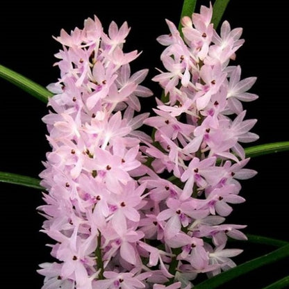 Ascocentrum Christensonianum (Seedling)